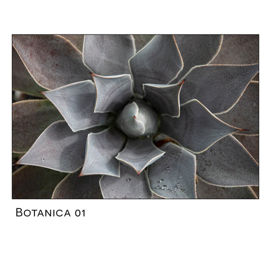 Bontanica 01