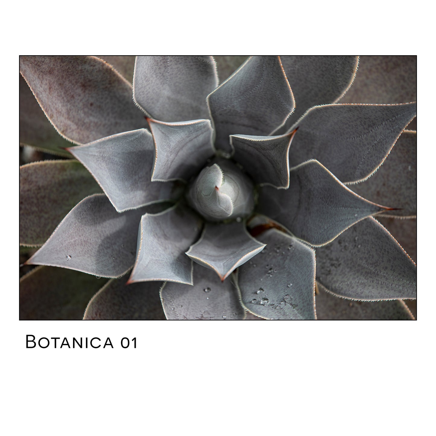 Bontanica 01