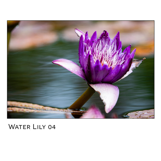 Water Lily 04